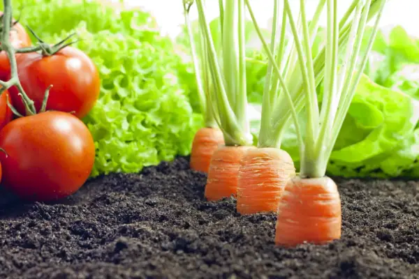Tomates rouges mûres, laitue verte et carottes en rang. Idéal pour savoir que planter à côté des tomates pour un potager prospère.