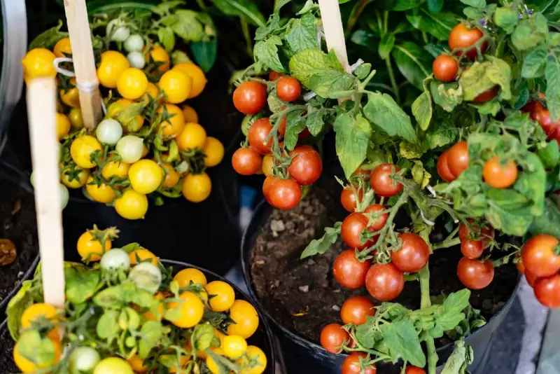 Pied de tomate cerise rouge et jaune, prêt à être récolté. Des grappes de fruits mûrs sur des plants en pot.